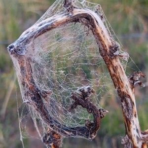 Meet your Posher, Ember